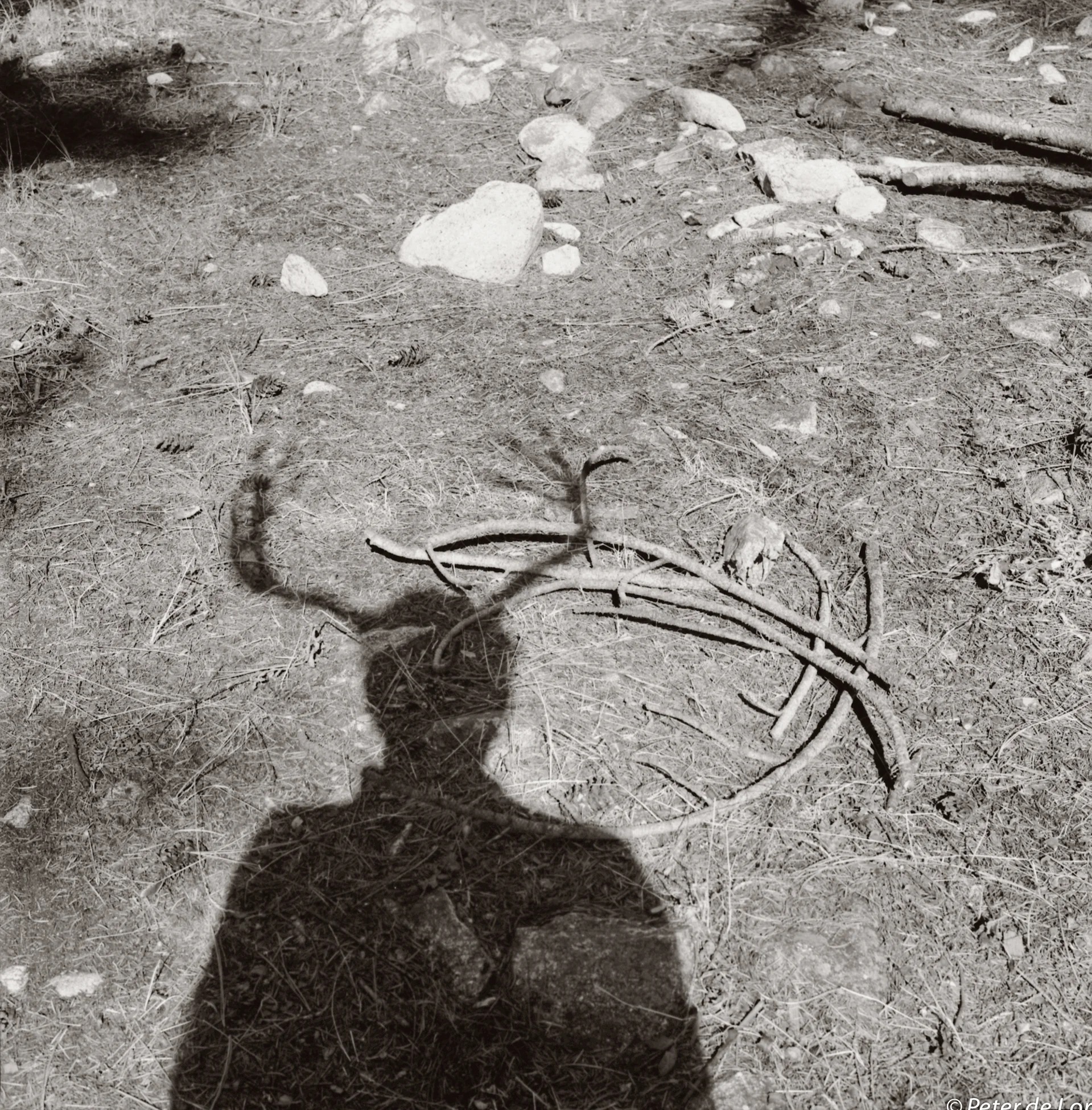 Self Portrait as a Deer, Stehekin, Washington, 1996, by Peter de Lory
