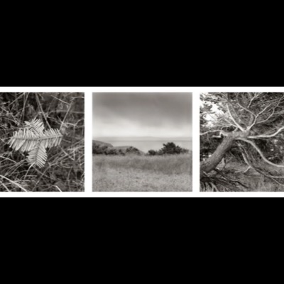 Three black-and-white photographs: a single frost-covered fir frond against bare branches, a grassy bluff meeting calm water and distant hills, and a gnarled, wind-shaped pine trunk.