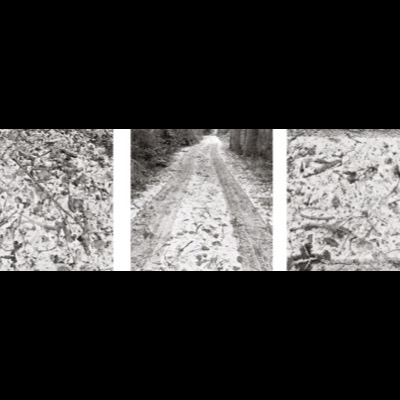 Three black-and-white photographs of a snow-dusted forest road: dead leaves and twigs scattered in fresh snow, twin tire tracks receding into pine trees, and a close-up of fir needles and debris in snow.