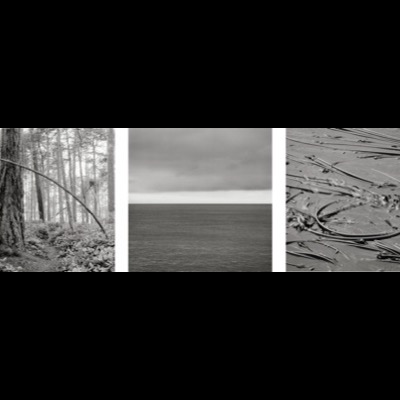 Three black-and-white photographs: a lone bent pine trunk in a sunlit forest, calm water meeting an overcast horizon, and looped strands of kelp lying on wet sand.