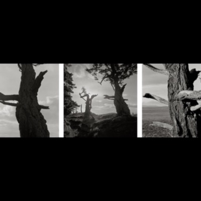 Black-and-white photograph of two dead, weathered tree trunks standing bare against the sky, backlit by the sun breaking through the branches of a living tree beside them.