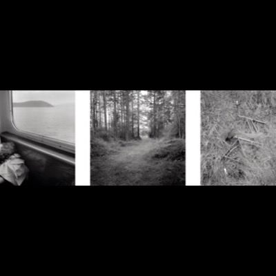 Three close-up black-and-white photographs of broken, weathered tree limbs and trunks silhouetted against pale sky and distant water.