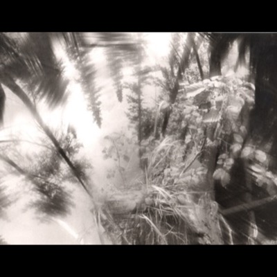 Black-and-white photograph, a multiple exposure, of sunlit tree branches, ferns, and leaves layered over each other in a forest canopy, light streaming through from several angles at once.