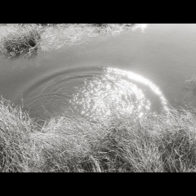 Black-and-white photograph, close up, of sunlight sparkling across a spiraling ripple on a marshy pond, tall grass framing the foreground.