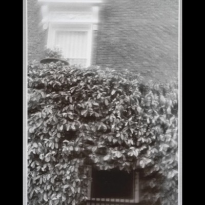 Black-and-white photograph of a brick facade’s ornate window framed above a dense, overgrown hedge that spills across a lower window and doorway.