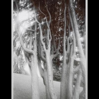 Black-and-white photograph of several slender, branching tree trunks backlit by sun flare, dense evergreen canopy filling the background.