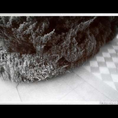 Black-and-white photograph, from ground level, of a dense conifer hedge and boxwood shrubs meeting a checkerboard-tiled walkway.