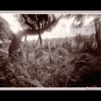 Black-and-white photograph of a Pacific Heights backyard garden, a leaning tree trunk framing a picket fence and Victorian houses beyond, calla lilies and shrubs filling the foreground.