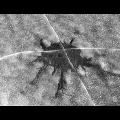 Black-and-white photograph, an aerial abstract of a dark, branching crack radiating across frost-covered ice, split by a thin crack line running horizontally through it.