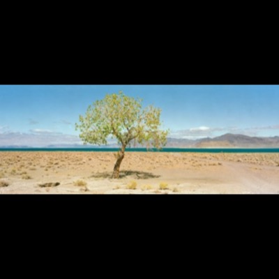 Color photograph of a solitary green tree beside a turquoise desert lake, dry mountains and a dirt track receding into the distance under a clear blue sky.