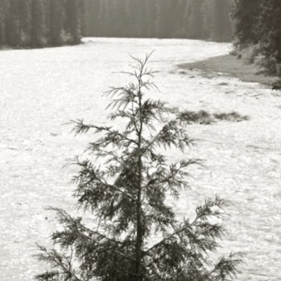 Black-and-white photograph of a young conifer sapling standing at the edge of a wide, sun-bleached gravel riverbed, forest lining both banks.