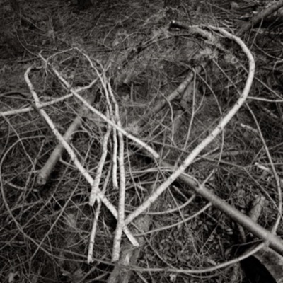 Black-and-white photograph, from above, of a tangle of fallen branches and fresh-cut sticks scattered across a forest floor of pine needles and dry brush.
