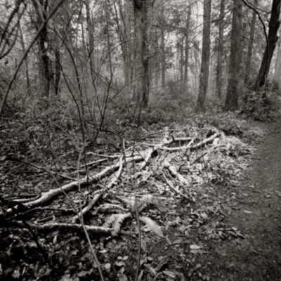 Black-and-white photograph of a rain-soaked forest trail winding past a tangle of fallen branches and ferns beside the path.