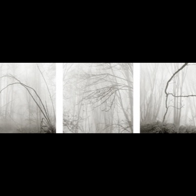 Three black-and-white photographs of bare branches arching through dense fog in a winter forest, ghostly tree trunks receding into the mist in each frame.