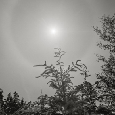 Black-and-white photograph, backlit, of young conifer and shrub silhouettes against a hazy sun low in an overcast sky.