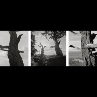 Three black-and-white photographs of a dead, weathered pine trunk and its bare broken branches, each cropped tightly against sky, forest, or open water.