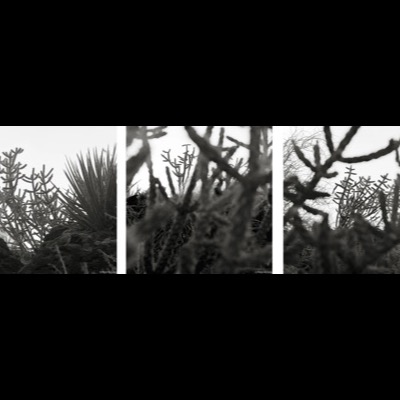 Three black-and-white photographs of cholla and yucca-like cactus silhouetted against a bright sky, each framed through tangled desert branches at a different angle.