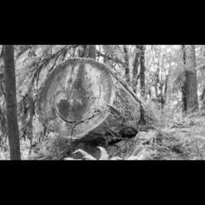 Black-and-white photograph of a massive cut old-growth log lying in a mossy forest, its ringed cross-section reading "480 yrs" in pencil at the center.