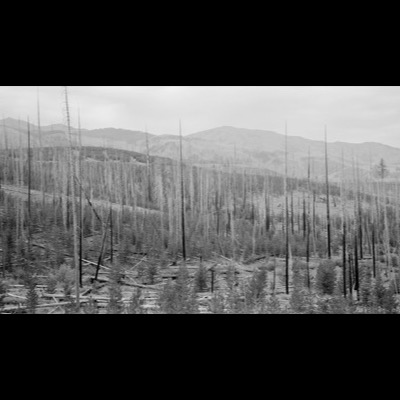 Black-and-white photograph of a burned hillside of standing dead conifer snags with a live understory recovering below, layered mountain ridges receding into haze.