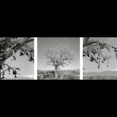 Three black-and-white photographs of an old cottonwood tree hung with dozens of shoes tied to its bare branches, a snow-capped mountain range visible behind it.