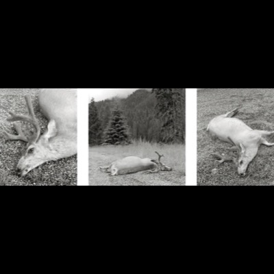 Three black-and-white photographs of a dead deer lying on gravel, showing its antlers, head, and full body from different close angles.
