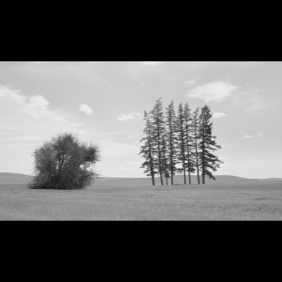 Black-and-white photograph of a solitary broad-leafed tree and a cluster of tall young conifers standing apart in an open wheat field beneath a partly cloudy sky.