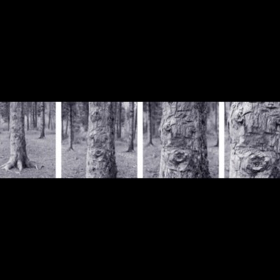 Four black-and-white photographs of a single pine tree trunk, moving from a wide forest view into extreme close-ups of its bark texture and knots.