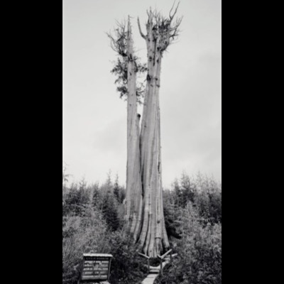 Black-and-white photograph of the actual champion western red cedar in the Olympic Peninsula forest — two massive weathered trunks rising from one base with bare, broken crowns — beside a Washington State DNR interpretive sign.