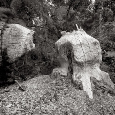 Black-and-white photograph, an in-camera double exposure, of a dead, forked tree branch superimposed over a bright, spiky burst of light on a plain sky.