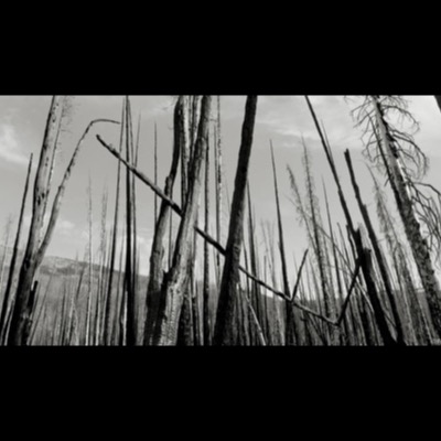 Three black-and-white photographs: gnarled, weathered tree roots exposed among river-worn rocks, sunlight breaking through a forest onto a shaded creek, and a similar root mass beside a wide river channel and cliff.