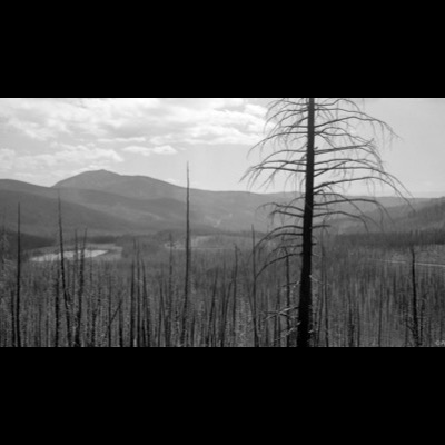 Three black-and-white photographs of dead branches and pine needles pressed into fresh snow, and a snow-dusted forest road receding between trees.