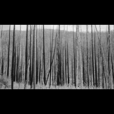 Three black-and-white photographs of gnarled tree limbs silhouetted against a plain sky, each a tighter study of the branching forms.