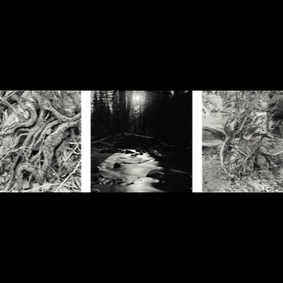 Black-and-white photograph of an old-growth forest floor, a fallen moss-draped log spanning between two large trunks above a bed of sword ferns.