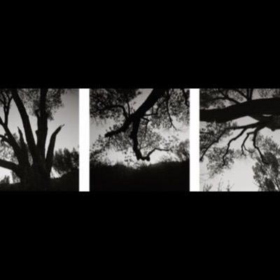 Three black-and-white photographs of the champion cedar’s trunk and roots: buttressed roots at its base, the deeply fluted vertical trunk, and a close view of its gnarled, hollowed bark.