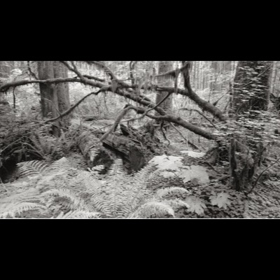 Black-and-white photograph of an ancient tree’s massive root system, gnarled roots splaying outward from a hollowed, moss-covered base in old-growth forest.