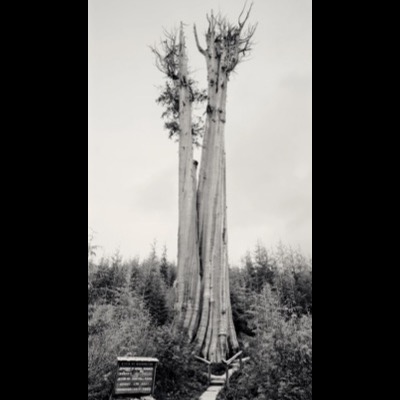 Black-and-white photograph of moss- and fern-draped old-growth trees framing a clearing hung with long strands of hanging moss between the trunks.
