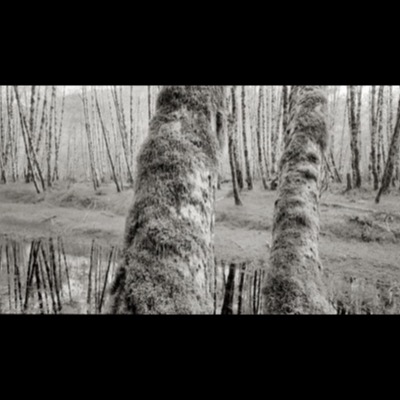 Black-and-white photograph of a sword-fern-covered forest floor, moss-laden alders rising in the background above a bed of ferns.