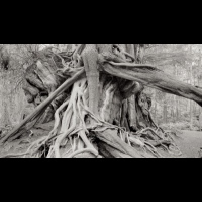 Black-and-white photograph of the champion cedar’s massive, gnarled root system spreading from its hollowed, weathered trunk in old-growth forest.