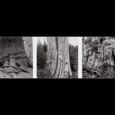 Three black-and-white photographs of the champion cedar’s trunk and roots: buttressed roots at its base, the deeply fluted vertical trunk, and a close view of its gnarled, hollowed bark.