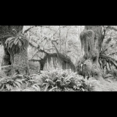 Black-and-white photograph of two moss-cloaked tree trunks rising from a fern-covered clearing, hanging moss draped between them and a mossy stump visible at right.