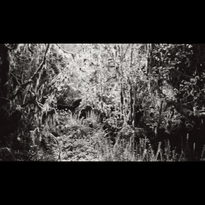 Black-and-white photograph looking through moss-draped branches into a dense, backlit thicket of ferns and undergrowth in an old-growth forest.