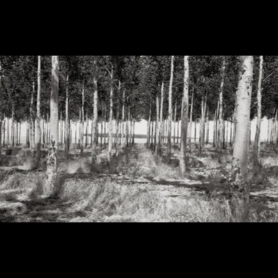 Black-and-white photograph of a formal poplar plantation, rows of slender trunks receding in perfect lines toward a bright horizon.