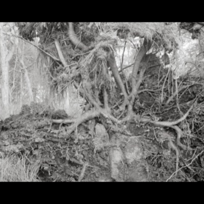 Black-and-white photograph of a smaller uprooted tree’s tangled root mass and exposed earth bank, more roots and fallen branches spreading across the frame.