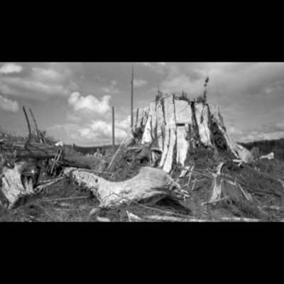 Black-and-white photograph of a clear-cut hillside, a massive stump surrounded by scattered logging debris and slash beneath a cloud-filled sky.