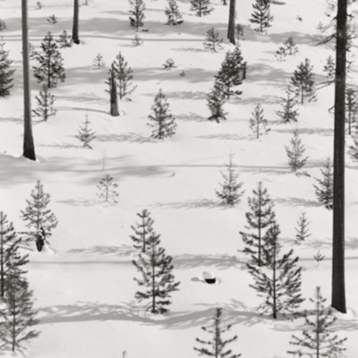 Black-and-white photograph, aerial-like, of a snow-covered slope dotted with young conifers casting long shadows across the open snowfield.