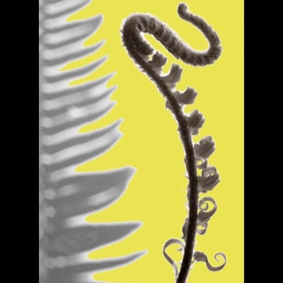 Black-and-white photograph of an unfurling fern fiddlehead against a bright yellow background, its curled tip beside the feathery edge of an open frond.