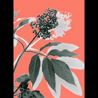 Enamel way-finding sign mounted on a black post in a park, showing the black-and-white elderberry cluster on a coral background, with autumn trees and a playground visible beyond.