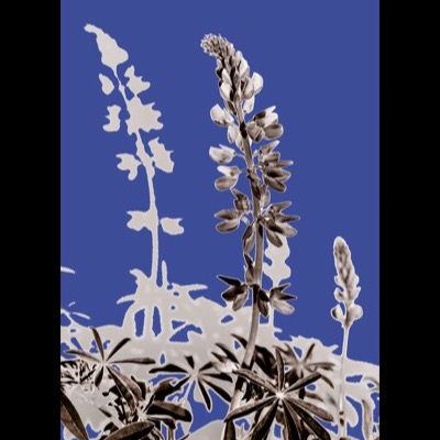 Black-and-white photograph, tinted teal, of two spare young conifer trees with sparse whorled branches reaching upward against a solid teal background.