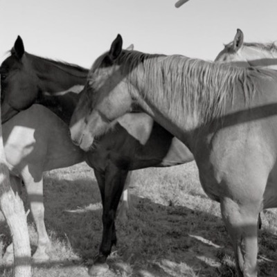 Photograph by Peter de Lory from Henry Real Bird, shown with the 1997 group show