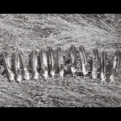 Black-and-white photograph, from above, of a row of pale, speckled feathers laid out in a neat curved line on windblown grass.